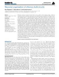 Neuronal Organization of Olfactory Bulb Circuits