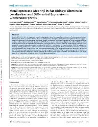 Metalloprotease Meprinb in Rat Kidney: Glomerular Localization and Differential Expression in Glomerulonephritis