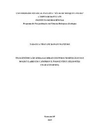 Mateussi Ntb Dr Bot Int.Pdf (6.918Mb)