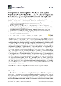 Comparative Transcriptome Analyses During the Vegetative Cell Cycle in the Mono-Cellular Organism Pseudokeronopsis Erythrina (Alveolata, Ciliophora)