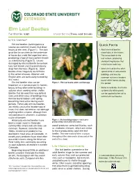 Elm Leaf Beetles Fact Sheet No
