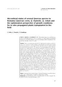 (Quercus Cerris, Q. Frainetto, Q. Robur) and the Optimization Perspective of Growth Conditions for in Vitro Propagated Plants Transplanted in the Field