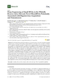 Deep Sequencing of Small Rnas in the Whitefly Bemisia Tabaci Reveals