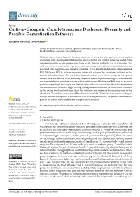 Cultivar-Groups in Cucurbita Maxima Duchesne: Diversity and Possible Domestication Pathways