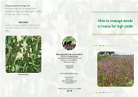 How to Manage Weeds in Maize for High Yields