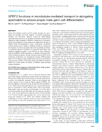 SPEF2 Functions in Microtubule-Mediated Transport in Elongating Spermatids to Ensure Proper Male Germ Cell Differentiation Mari S