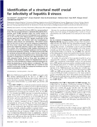 Identification of a Structural Motif Crucial for Infectivity of Hepatitis B Viruses