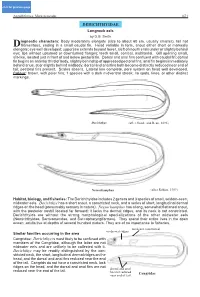 DERICHTHYIDAE Longneck Eels by D.G