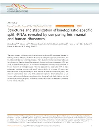 Structures and Stabilization of Kinetoplastid-Specific Split Rrnas