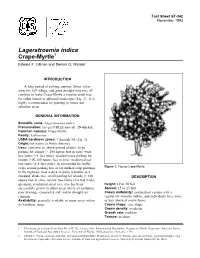 Lagerstroemia Indica Crape-Myrtle1 Edward F