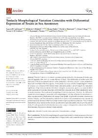 Tentacle Morphological Variation Coincides with Differential Expression of Toxins in Sea Anemones