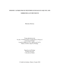 Sensory Capabilities of Polypterus Senegalus in Aquatic And