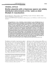 Biofilm Plasmids with a Rhamnose Operon Are Widely Distributed Determinants of the ‘Swim-Or-Stick’ Lifestyle in Roseobacters