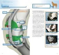 Carpus Volume: 7 to 10 Ml for Each Joint Degree of Difficulty: 1/3 Dorsal Approach
