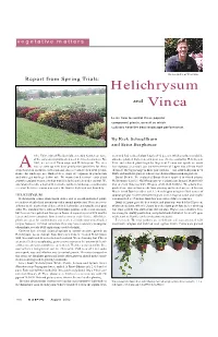 Helichrysum Vinca