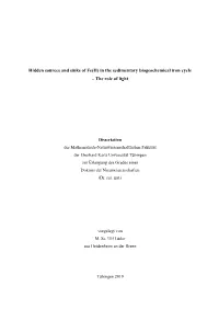 Hidden Sources and Sinks of Fe(II) in the Sedimentary Biogeochemical Iron Cycle – the Role of Light