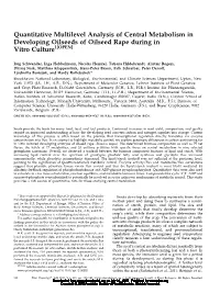 Quantitative Multilevel Analysis of Central Metabolism in Developing Oilseeds of Oilseed Rape During in Vitro Culture1[OPEN]