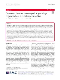 Common Themes in Tetrapod Appendage Regeneration: a Cellular Perspective Bess M