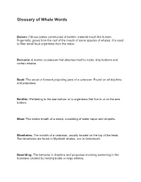 Glossary of Whale Words