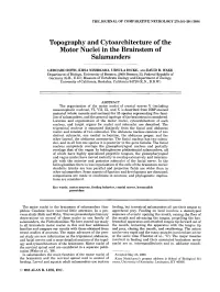 Topography and Cytoarchitecture of the Motor Nuclei in the Brainstem of Salamanders