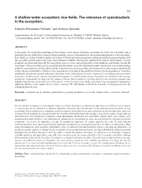 Rice-Fields. the Relevance of Cyanobacteria in the Ecosystem