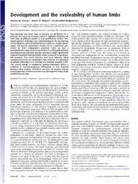 Development and the Evolvability of Human Limbs