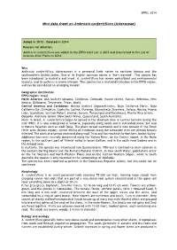 Mini Data Sheet on Ambrosia Confertiflora (Asteraceae)