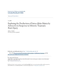 Exploring the Production of Extracellular Matrix by Astrocytes in Response to Mimetic Traumatic Brain Injury Addison Walker University of Arkansas, Fayetteville