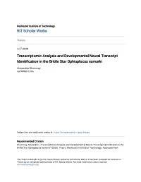 Transcriptomic Analysis and Developmental Neural Transcript Identification in the Brittle Star Ophioplocus Esmarki