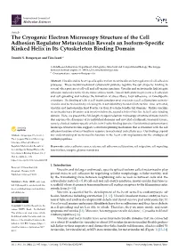 The Cryogenic Electron Microscopy Structure of the Cell Adhesion Regulator Metavinculin Reveals an Isoform-Speciﬁc Kinked Helix in Its Cytoskeleton Binding Domain