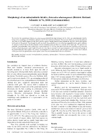 Morphology of an Endosymbiotic Bivalve, Entovalva Nhatrangensis (Bristow, Berland, Schander & Vo, 2010) (Galeommatoidea)