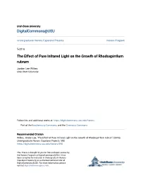 The Effect of Pure Infrared Light on the Growth of Rhodospirrilum Rubrum