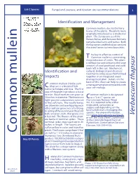 Common Mullein Factsheet
