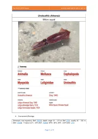 Uroteuthis Chinensis Mitre Squid
