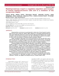 Metalloproteinase Meprin Α Regulates Migration and Invasion of Human Hepatocarcinoma Cells and Is a Mediator of the Oncoprotein Reptin