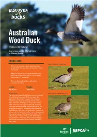 Australian Wood Duck (Chenonetta Jubata)