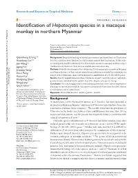 Identification of Hepatocystis Species in a Macaque Monkey in Northern
