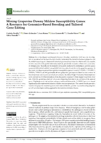 Mining Grapevine Downy Mildew Susceptibility Genes: a Resource for Genomics-Based Breeding and Tailored Gene Editing