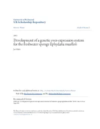 Development of a Genetic Over-Expression System for the Freshwater Sponge Ephydatia Muelleri Joe Walsh