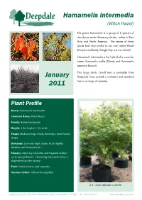 Hamamelis Intermedia (Witch Hazel)