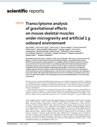 Transcriptome Analysis of Gravitational Effects on Mouse Skeletal Muscles Under Microgravity and Artificial 1 G Onboard Environm