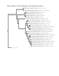 Monarchidae Species Tree