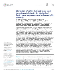 Disruption of Entire Cables2 Locus Leads to Embryonic Lethality By
