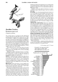 Jacobin Cuckoo of Either the Cape Bulbul P