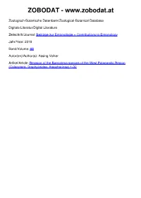 Revision of the Baeoglena Species of the West Palaearctic