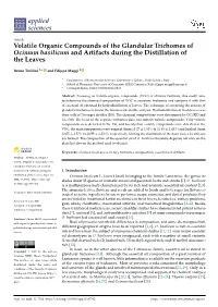 Volatile Organic Compounds of the Glandular Trichomes of Ocimum Basilicum and Artifacts During the Distillation of the Leaves