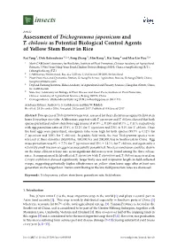 Assessment of Trichogramma Japonicum and T. Chilonis As Potential Biological Control Agents of Yellow Stem Borer in Rice