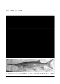 First Record of the North American Paddlefish (Polyodon Spathula Walbaum, 1792) in the Serbian Part of the Danube River