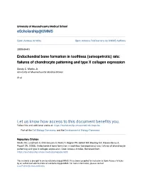 Endochondral Bone Formation in Toothless (Osteopetrotic) Rats: Failures of Chondrocyte Patterning and Type X Collagen Expression