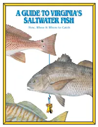 How, When and Where to Catch Virginia's Saltwater Fish